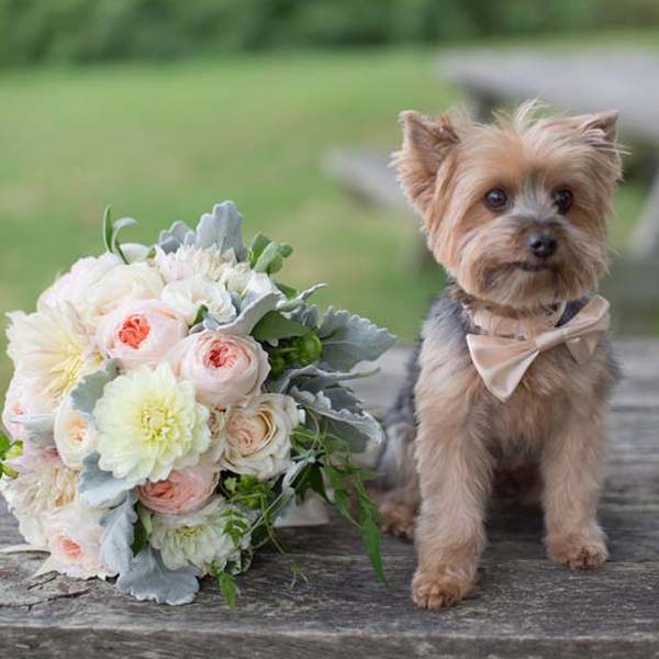 Easy Weddings Kitten Stephanie Fay Photography