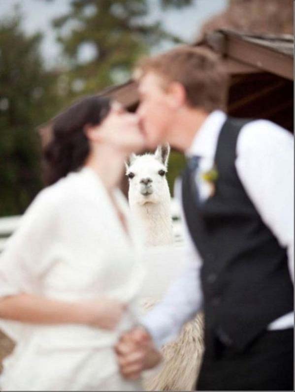 Oi! What's going on here? LLama photobombing wedding picture