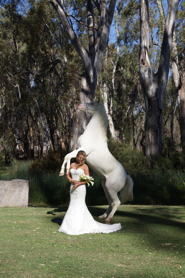 Unique Performance Horses - wedding photography