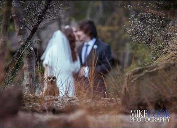 Cheese! animal photo bombing wedding picture