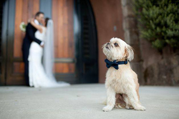 dog in front of the ride and groom