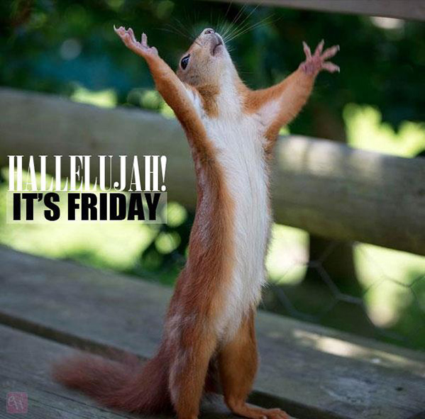 friday squirrel