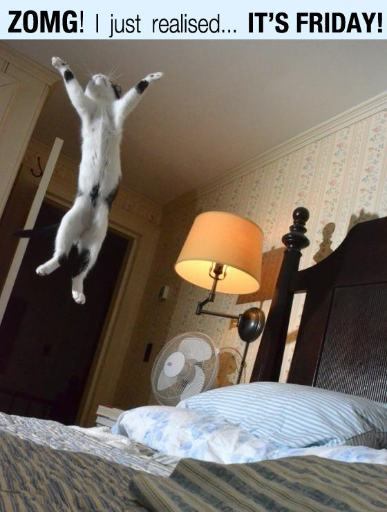 happy cat jumping on bed