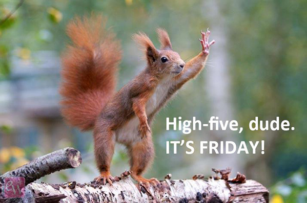 high five squirrel
