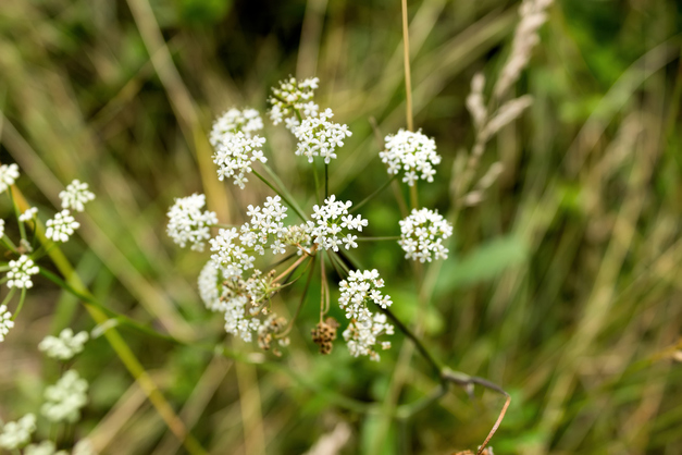 Wedding flowers