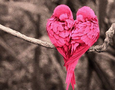 a pair of pink birds