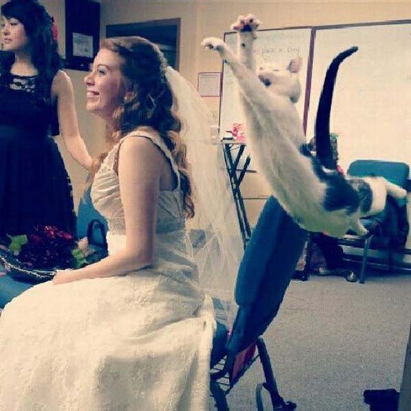 Wait, wait for me... wedding photobombs - cat