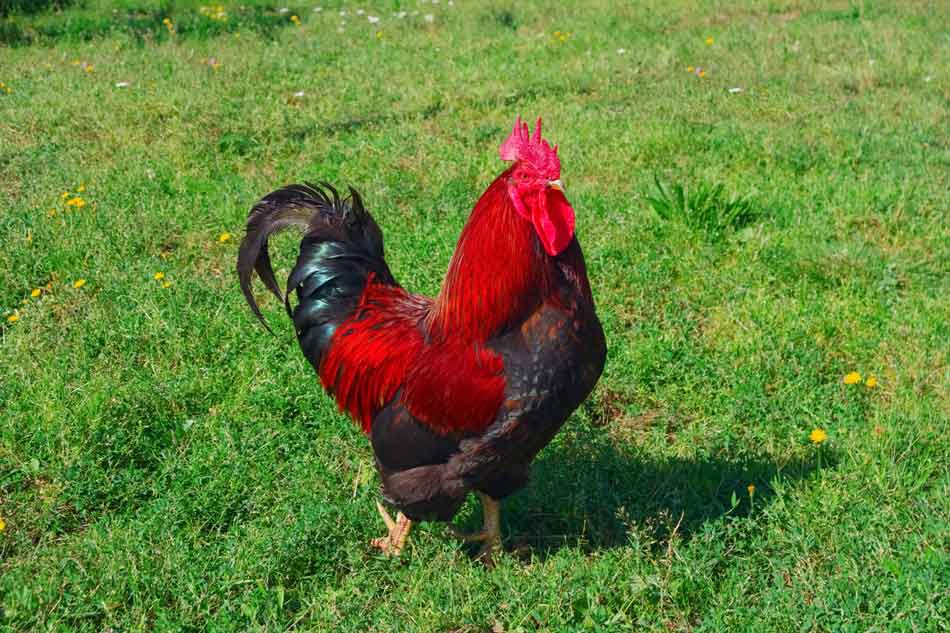 weird wedding traditions from around the world